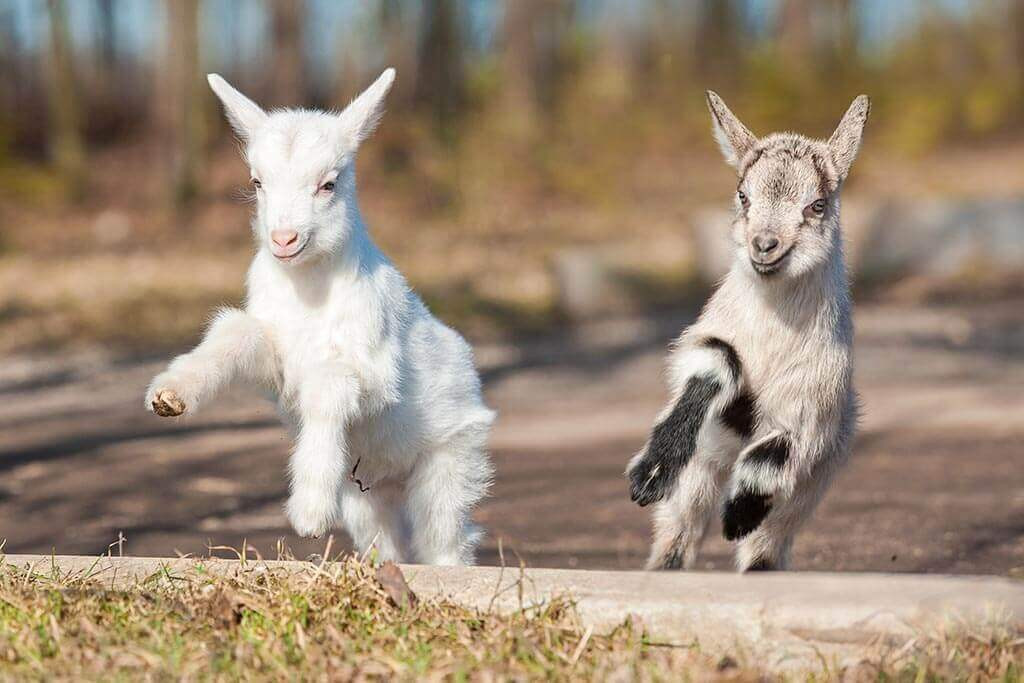 héthatár kecskefarm – magyarszerdahely_alt